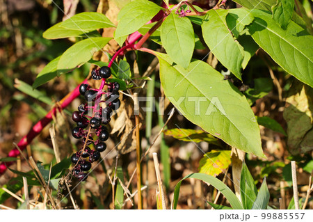 森の中で見られるアメリカヤマゴボウのピンクの枝に実る濃紫ブドウのような成熟果(マクロ接写画像) 森の中で見られるアメリカヤマゴボウのピンクの枝に実る濃紫ブドウのような成熟果(マクロ接写画像) 99885557