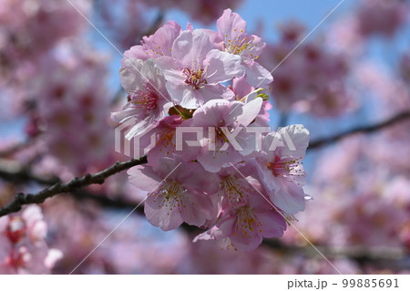 前橋市江田町にある鏡神社の河津桜 前橋市江田町にある鏡神社の河津桜 99885691