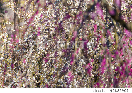 北野天満宮 梅苑「花の庭」 綺麗に咲く梅の花 北野天満宮 梅苑「花の庭」 綺麗に咲く梅の花 99885907