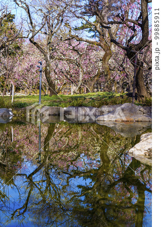 北野天満宮 梅苑「花の庭」 綺麗に咲く梅の花 水鏡 北野天満宮 梅苑「花の庭」 綺麗に咲く梅の花 水鏡 99885911
