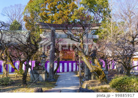北野天満宮境内 野見宿祢神社・一夜松神社・豊國神社 梅の咲く季節 北野天満宮境内 野見宿祢神社・一夜松神社・豊國神社 梅の咲く季節 99885917