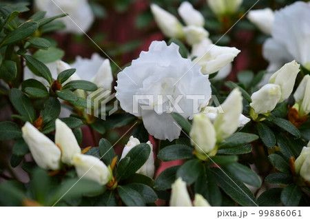 アザレア　スーベニール・ド・サン・ジョセ 99886061