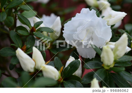 アザレア　スーベニール・ド・サン・ジョセ 99886062