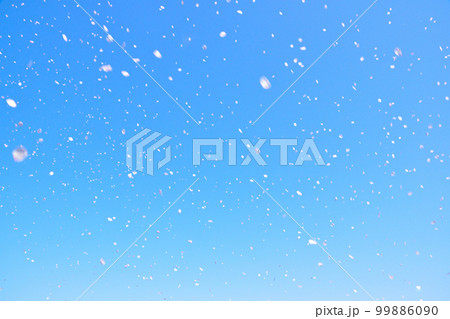 桜吹雪　染井吉野 99886090