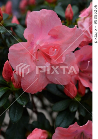 アザレア・出月 99886266