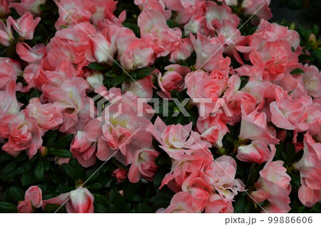 アザレア・浜の粧（はまのよそおい） 99886606