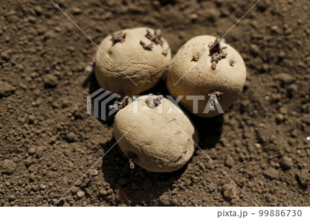 ジャガイモの種芋 ジャガイモの種芋 99886730