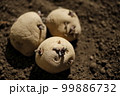 ジャガイモの種芋 99886732