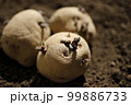 ジャガイモの種芋 99886733