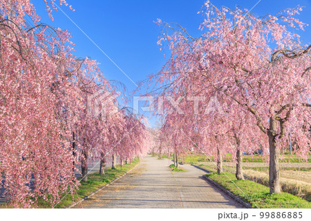 福島_日中線のしだれ桜の絶景 99886885