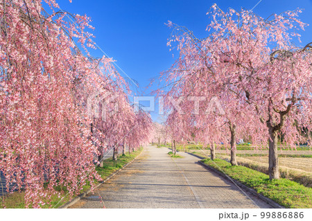 福島_日中線のしだれ桜の絶景 99886886