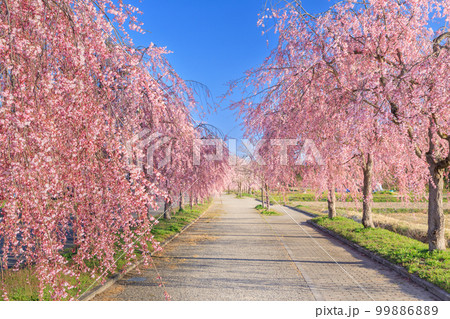 福島_日中線のしだれ桜の絶景 99886889