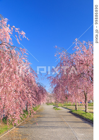 福島_日中線のしだれ桜の絶景 福島_日中線のしだれ桜の絶景 99886890