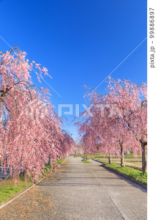 福島_日中線のしだれ桜の絶景 福島_日中線のしだれ桜の絶景 99886897