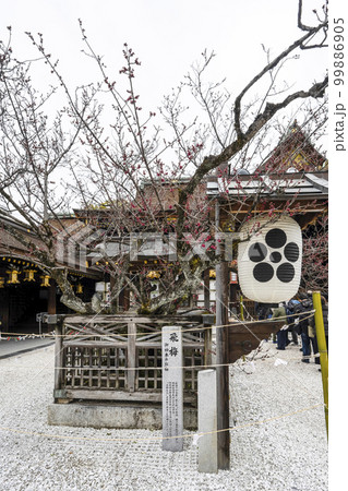 北野天満宮（2月）飛梅 99886905