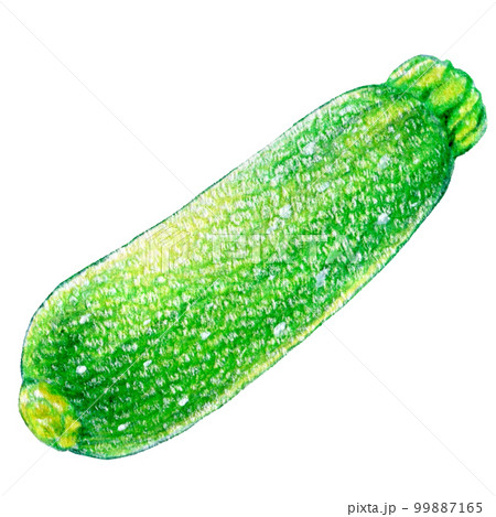 夏野菜のズッキーニの色鉛筆画ワンポイントイラスト 99887165