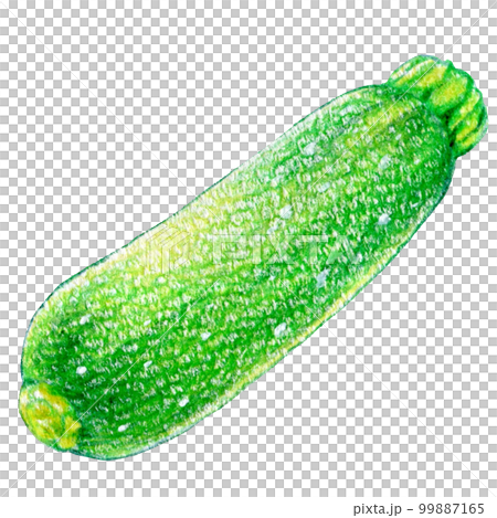 夏野菜のズッキーニの色鉛筆画ワンポイントイラスト 99887165