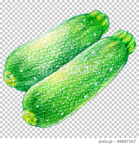 Summer vegetable zucchini colored pencil drawing one point illustration 99887167