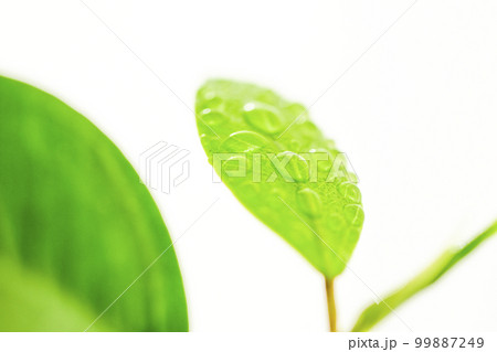 白バックの新緑の水滴のついたみずみずしい若葉 白バックの新緑の水滴のついたみずみずしい若葉 99887249