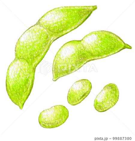 夏野菜の枝豆の色鉛筆画ワンポイントイラスト 夏野菜の枝豆の色鉛筆画ワンポイントイラスト 99887380