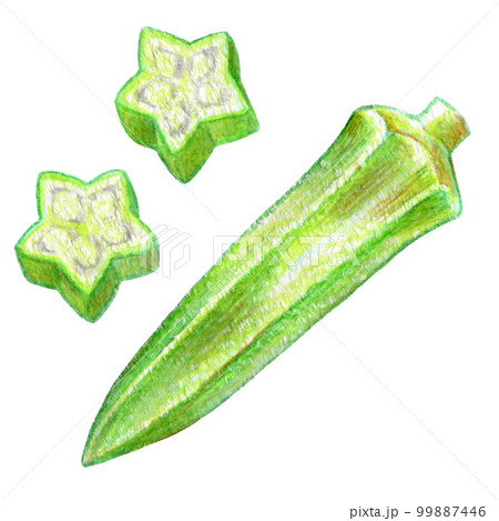 夏野菜のオクラの色鉛筆画ワンポイントイラスト 99887446