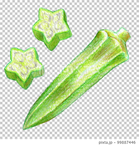 夏野菜のオクラの色鉛筆画ワンポイントイラスト 99887446