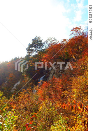 面白山紅葉川渓谷 紅葉 黄葉 面白山紅葉川渓谷 紅葉 黄葉 99887505