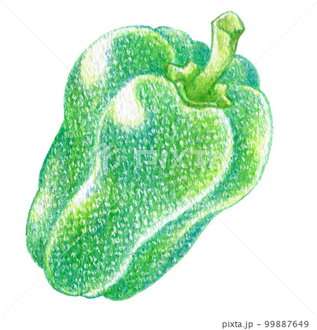 夏野菜のピーマンの色鉛筆画ワンポイントイラストのイラスト素材 