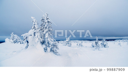 Snow-covered trees on the background of Arctic hills. Minimalistic landscape with naked snowy trees in a winter field. Wide panoramic view of the Arctic winter. Snow-covered trees on the background of Arctic hills. Minimalistic landscape with naked snowy trees in a winter field. Wide panoramic view of the Arctic winter. 99887909