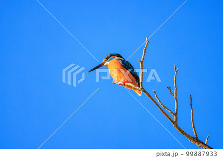 枝の上から池の小魚を狙うカワセミ 99887933