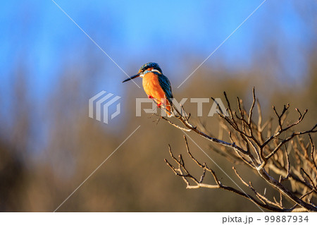 枝の上から池の小魚を狙うカワセミ 枝の上から池の小魚を狙うカワセミ 99887934