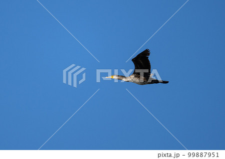晩冬、大空を飛翔するウミウ 晩冬、大空を飛翔するウミウ 99887951