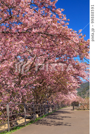 静岡伊豆_満開の河津桜風景 99888591