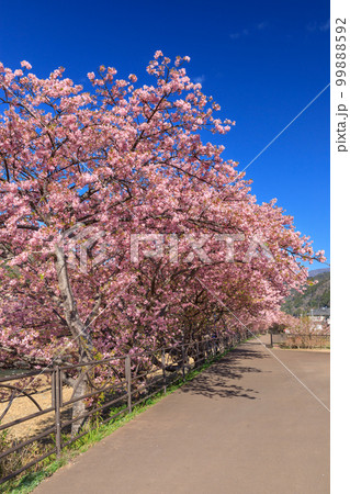 静岡伊豆_満開の河津桜風景 99888592