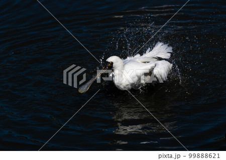 クロツラヘラサギの水浴び 99888621