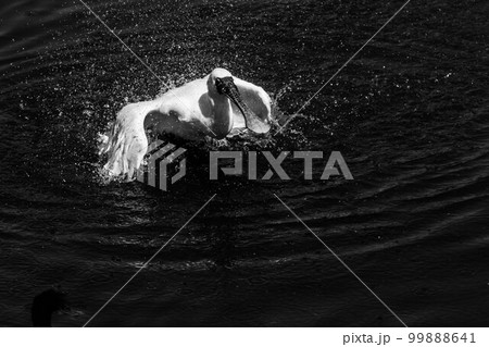 クロツラヘラサギの水浴び 99888641