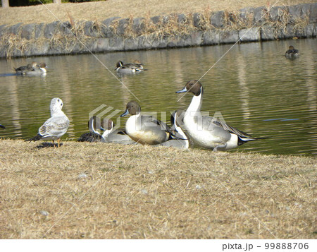 稲毛海浜公園浜の池に来たオナガガモ 99888706