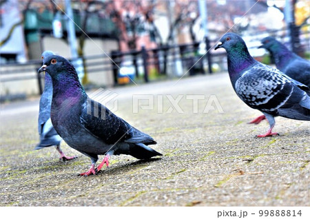 道を歩いている鳩たち 道を歩いている鳩たち 99888814