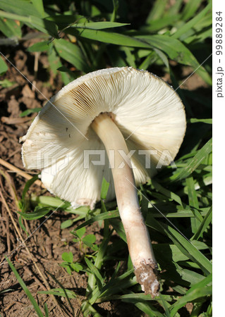 林の地面に自生した大きくて白い西洋マッシュルームのような「オオシロカラサタケ」キノコのヒダ模様。 99889284