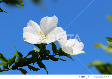 青空を背景に真っ白な一重の花を咲かせているムクゲ。 99889727