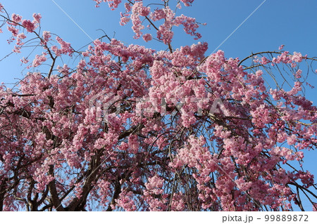 一年待ちて今年も至福の初桜ー弐 99889872