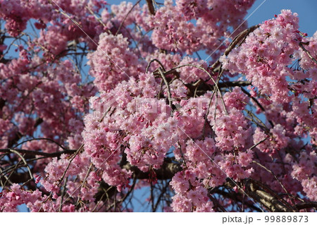 一年待ちて今年も至福の初桜ー参 一年待ちて今年も至福の初桜ー参 99889873