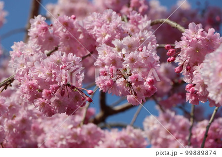 一年待ちて今年も至福の初桜ー四 一年待ちて今年も至福の初桜ー四 99889874