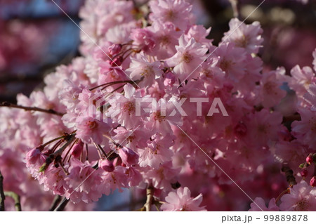 一年待ちて今年も至福の初桜ー七 99889878
