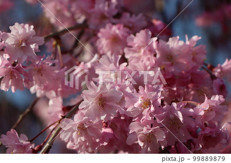 一年待ちて今年も至福の初桜ー八 一年待ちて今年も至福の初桜ー八 99889879