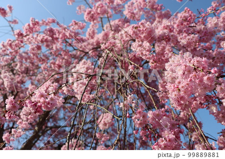 一年待ちて今年も至福の初桜ー九 一年待ちて今年も至福の初桜ー九 99889881