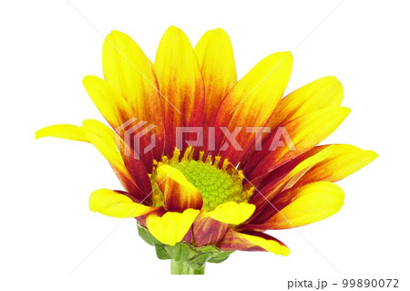 【菊】 (深度合成) 99890072