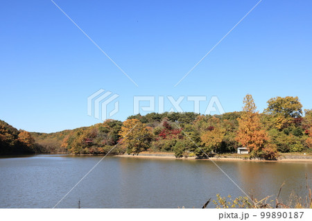 埼玉県比企郡吉見町の八丁湖の秋の風景 埼玉県比企郡吉見町の八丁湖の秋の風景 99890187