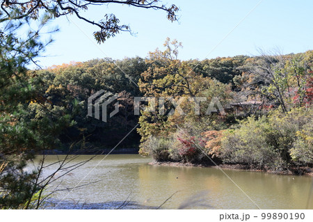 埼玉県比企郡吉見町の八丁湖の秋の風景 99890190