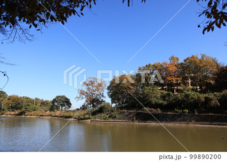 埼玉県比企郡吉見町の八丁湖の秋の風景 埼玉県比企郡吉見町の八丁湖の秋の風景 99890200